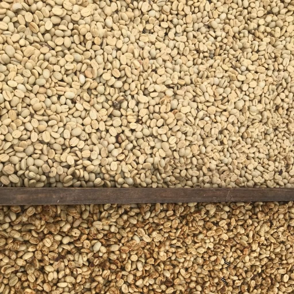 Granos de café arábica secos y húmedos en una finca en Honduras.