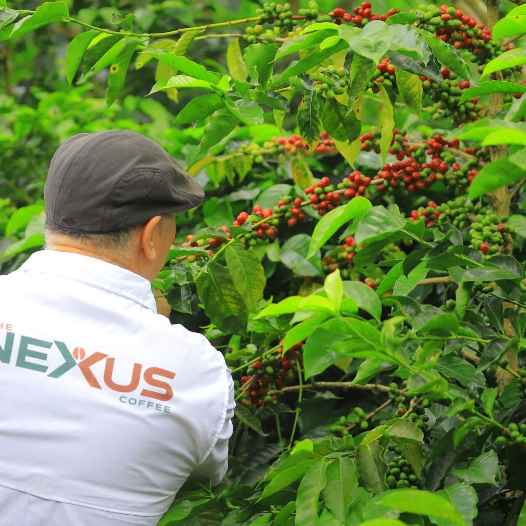 Editores de The Nexus Coffee en una finca de café en Honduras.