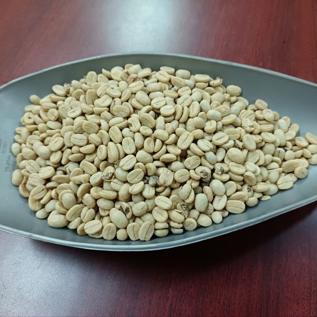 El pergamino del café es la capa protectora y crujiente (como papel pergamino) que debe retirarse del grano antes de tostar.