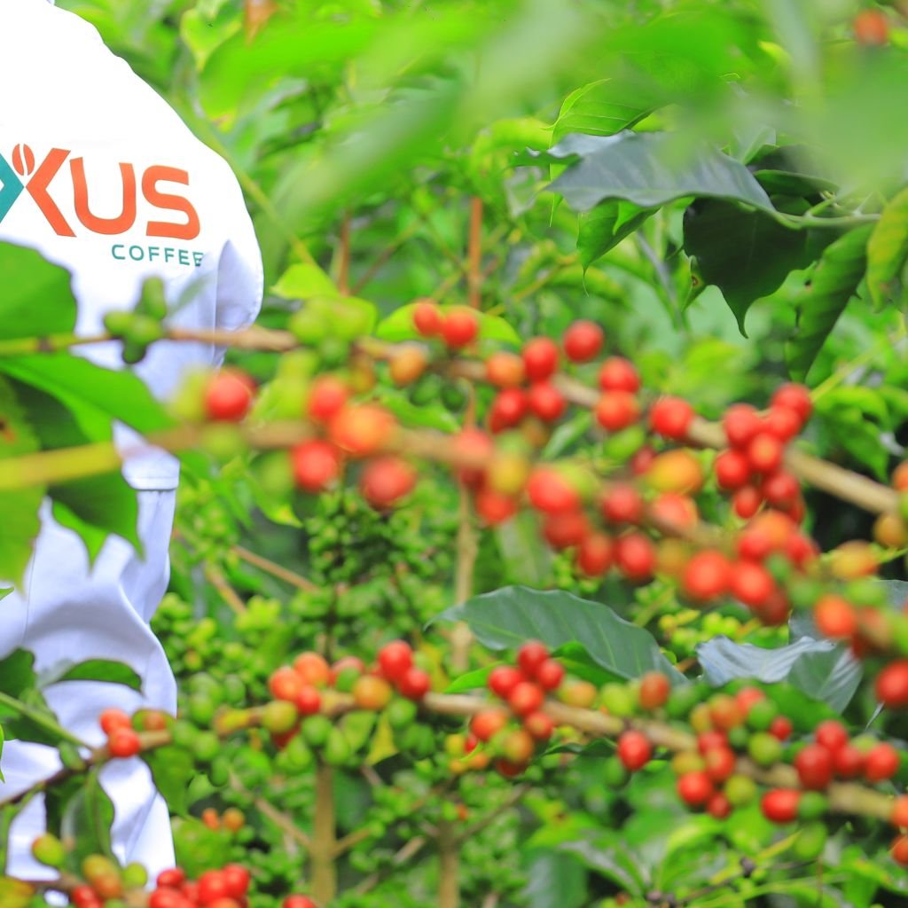 Editores de The Nexus Coffee en visita a una finca de café en Comayagua, Honduras.