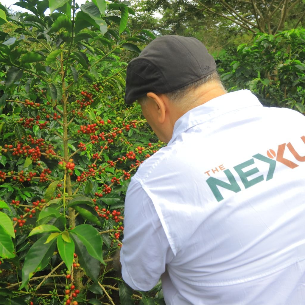 Un miembro del equipo de The Nexus Coffee en una finca de café.