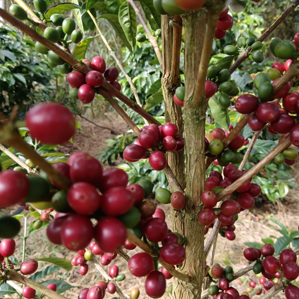 Planta de café en una finca de Honduras en enero de 2026.