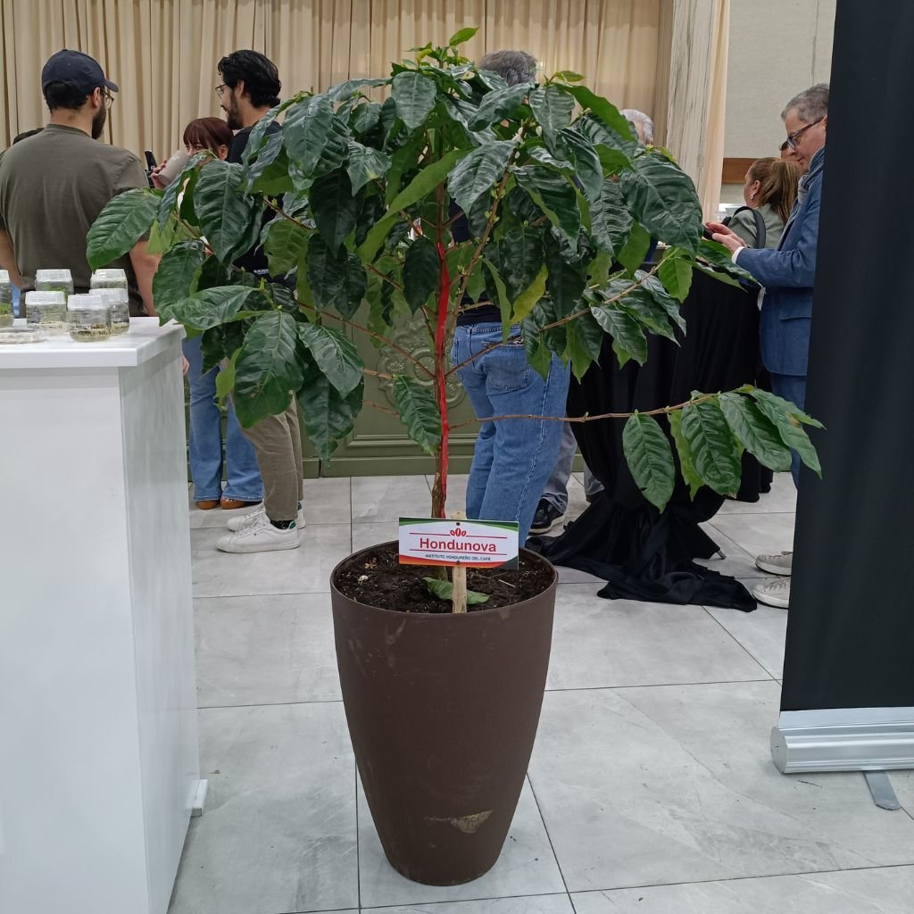 Planta de café Hondunova mostrada en Cafexpo 2026.