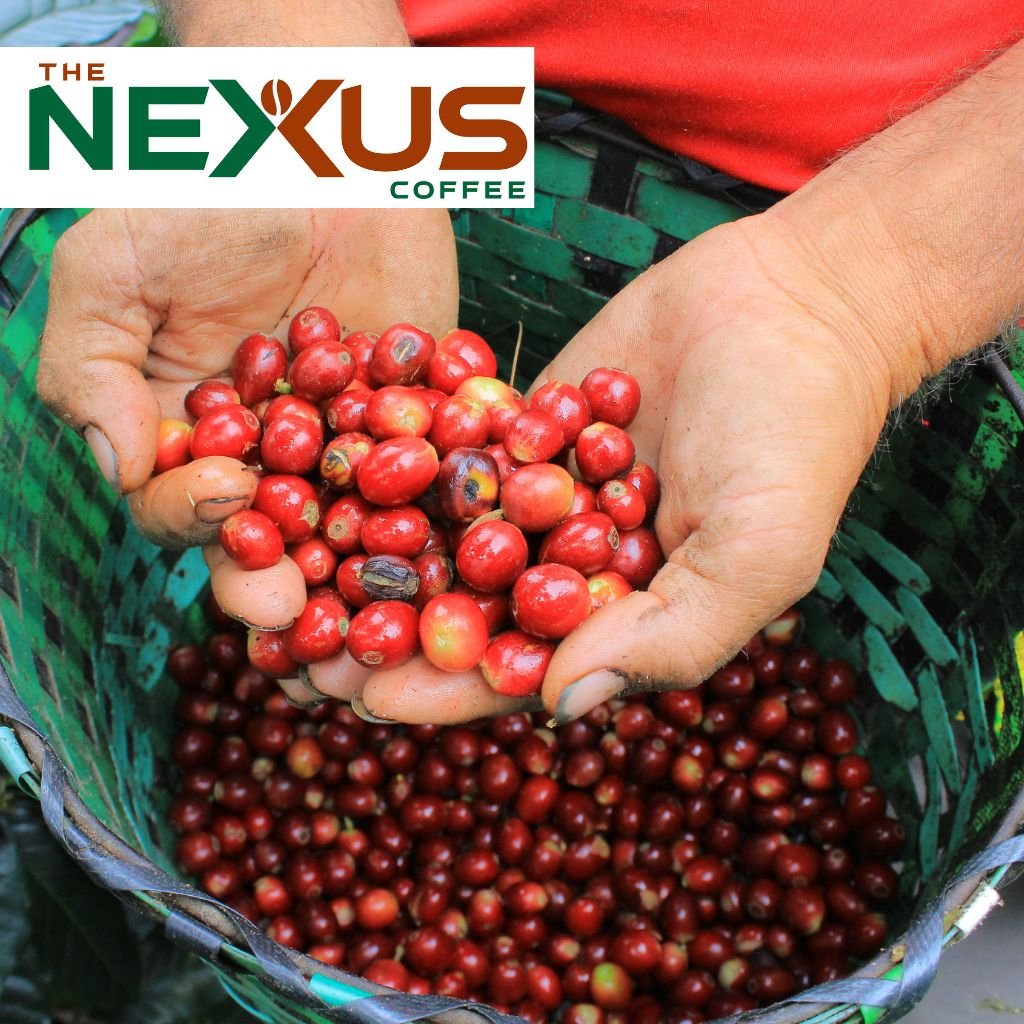 En cortador de café muestra los granos rojos del aromático en una finca en Santa Bárbara, Honduras.