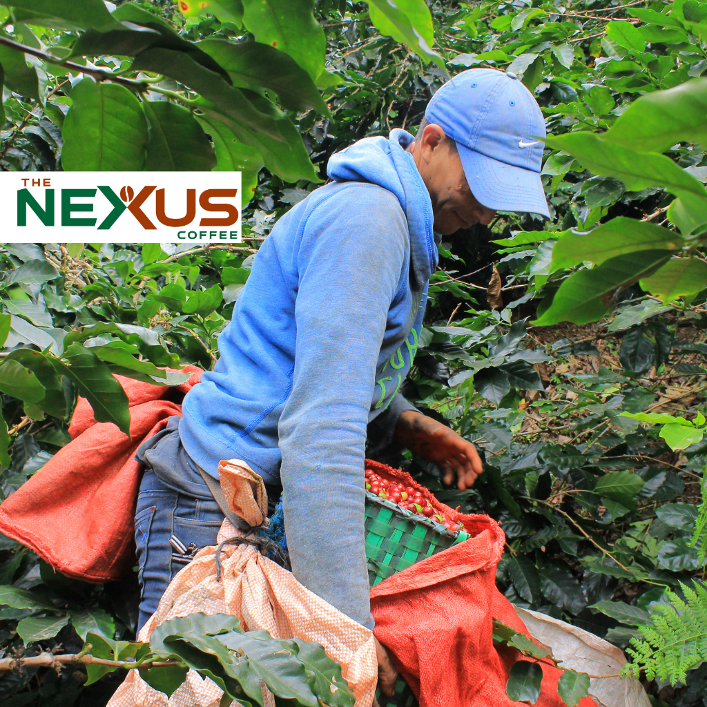 Un cortador de café en una finca del occidente de Honduras.