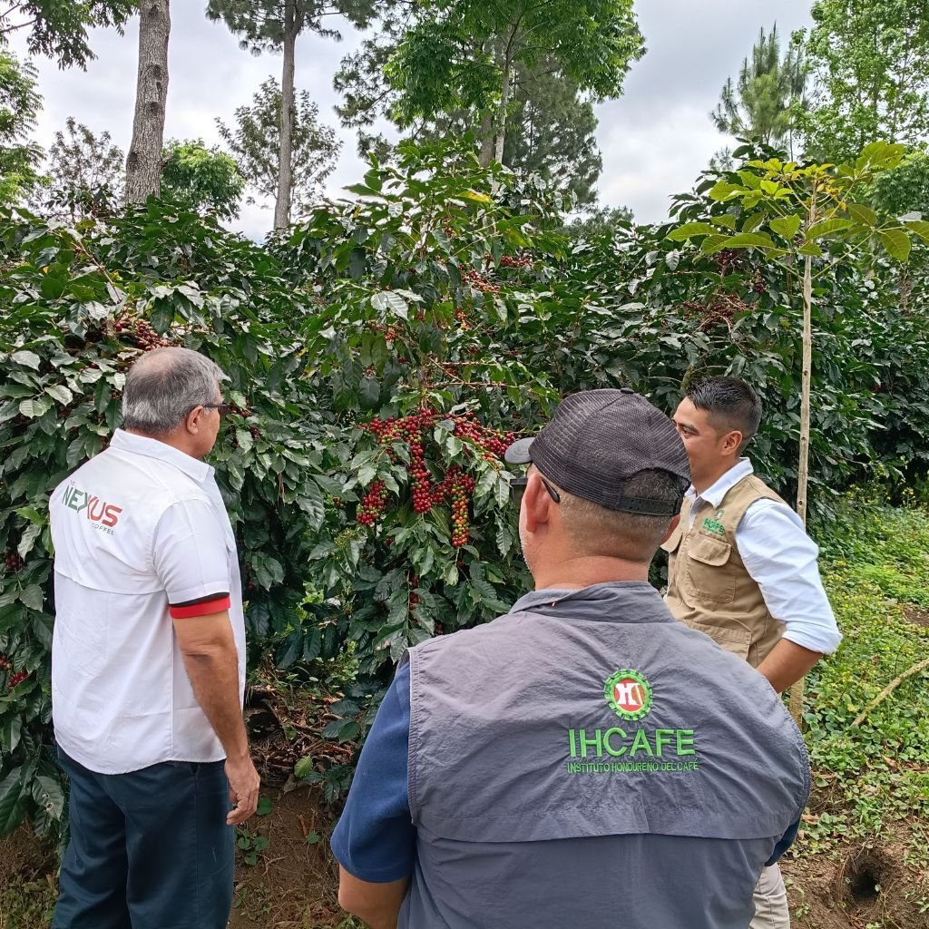 Técnicos del Instituto Hondureño del Café (Ihcafe) con el equipo de The Nexus Coffee durante un recorrido por fincas que están bajo la Estrategia Renovar Sin Dejar de Producir en Atima, Santa Bárbara, Honduras.