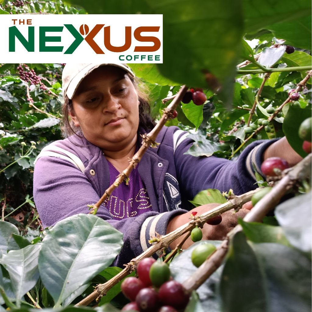 Una hondureña corta café en una finca de Santa Bárbara, Honduras, en marzo de 2026.