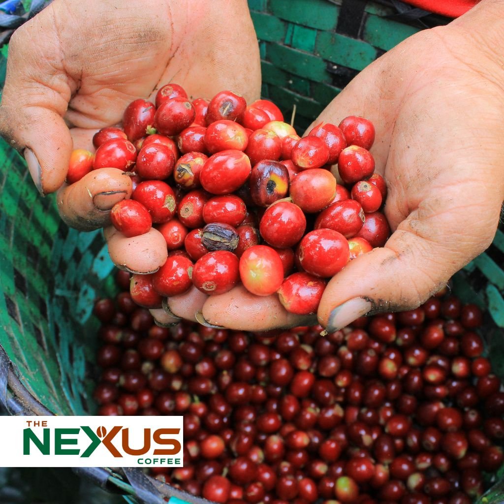Manos de Johny Bú Argueta sostienen granos de café en una finca en Santa Bárbara, Honduras.