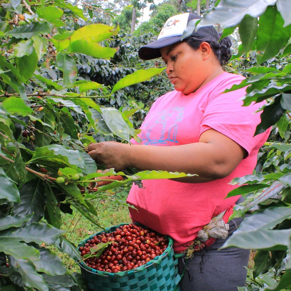 Doris López corta café en una plantación en Santa Bárbara, Honduras.