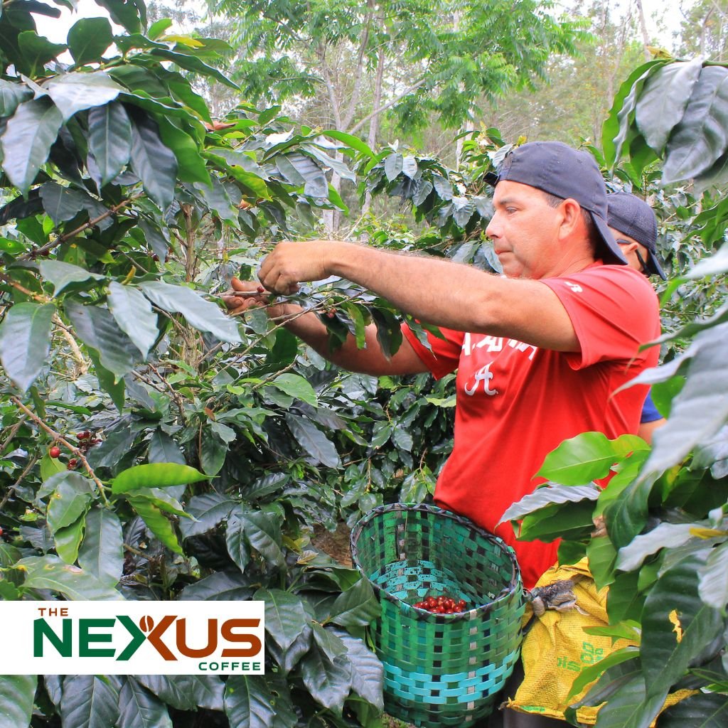Johny Bú Argueta corta café en una finca de Santa Bárbara, Honduras.