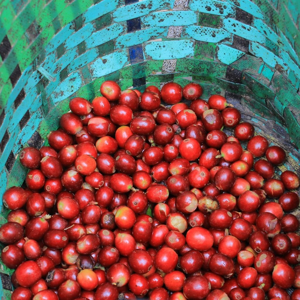Granos de café de una finca de Santa Bárbara, Honduras.
