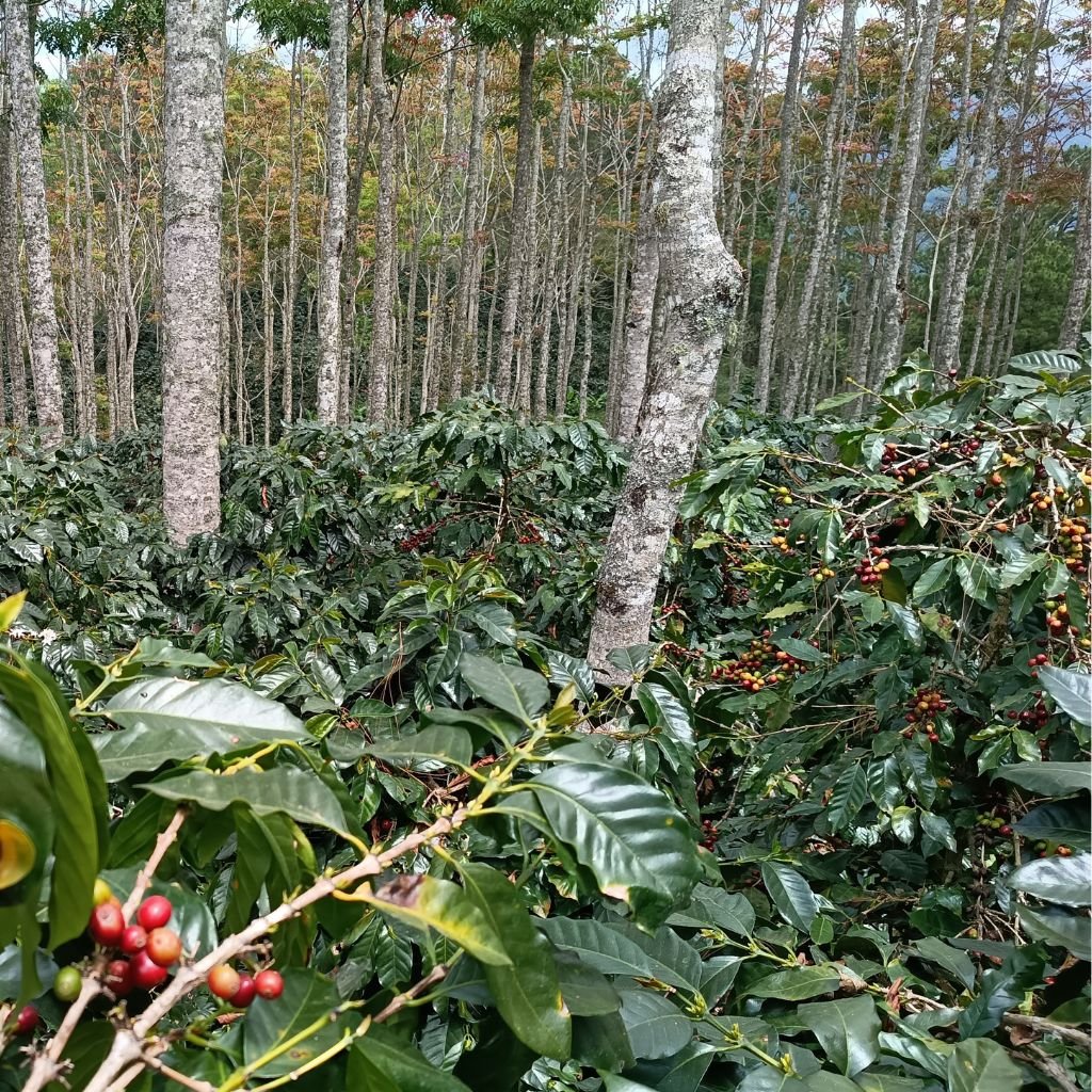 Finca de café con árboles maderables en Santa Bárbara, Honduras.