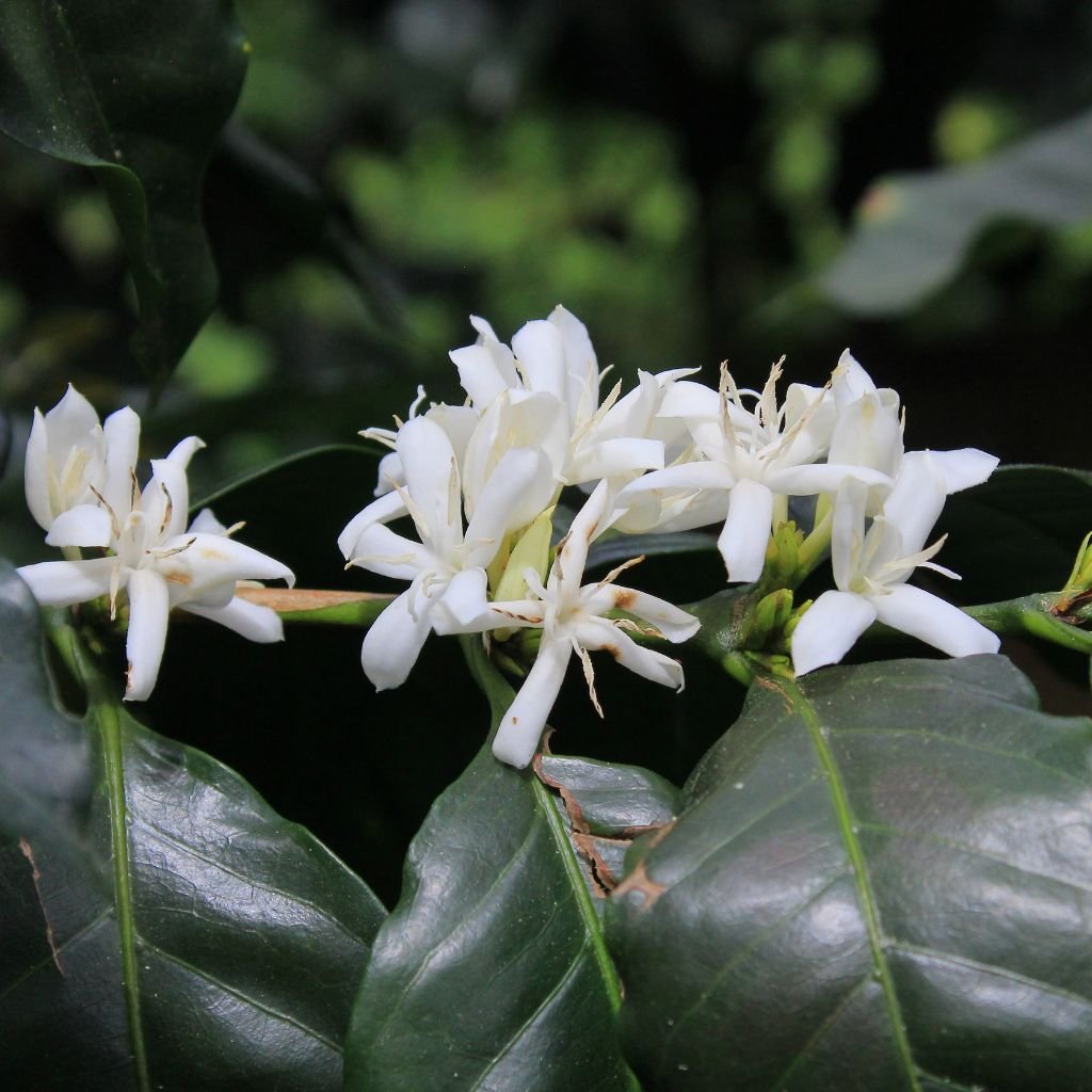 Planta de café en plena floración.
