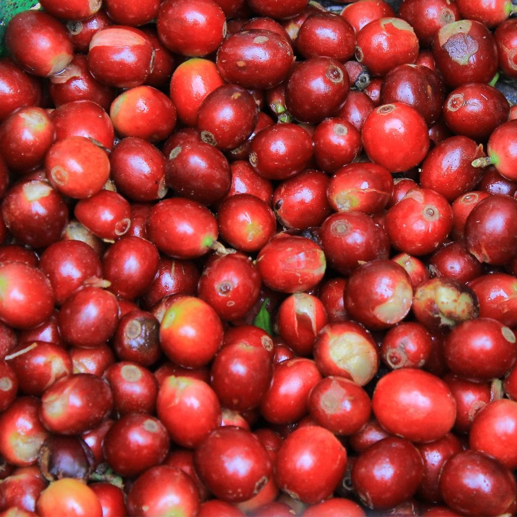 Granos de café recién cortados en una finca de Santa Bárbara, Honduras.
