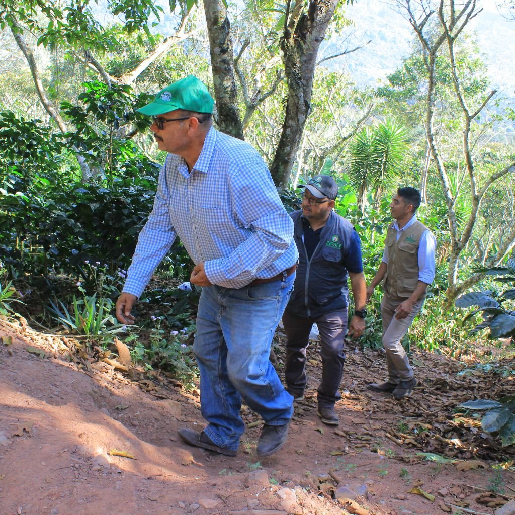 Técnicos del Ihcafe visitan la finca de Mauro Cruz un fin de semana para evaluar el avance de la estrategia Renovar sin dejar de producir.