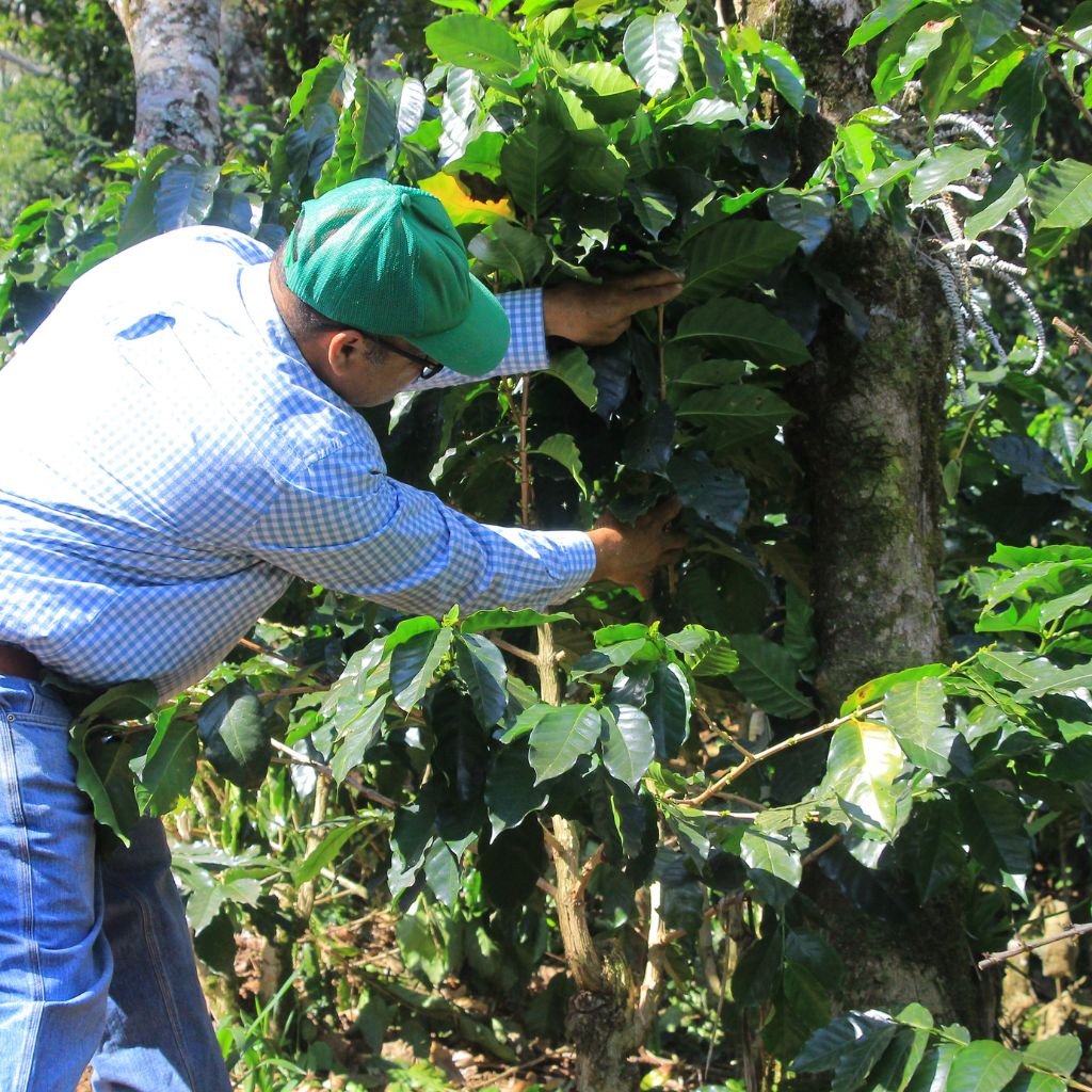Mauro Cruz muestra el progreso de una planta de café intervenida como parte del manejo técnico que impulsa en su finca.