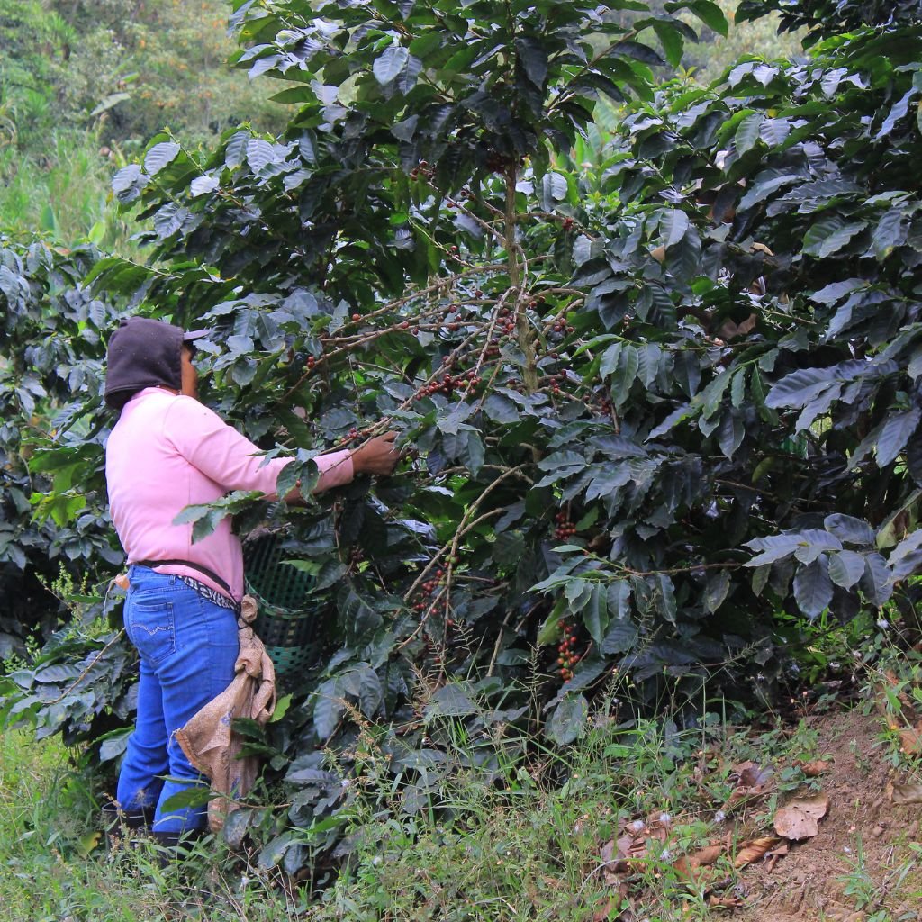 Una mujer corta café en una finca en el occidente de Honduras.