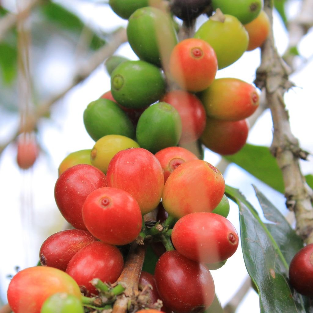 Libex (Coffea × libex), cruce natural entre café Liberica y Excelsa, es una alternativa resiliente al cambio climático que ya perjudica las plantaciones de países productores.