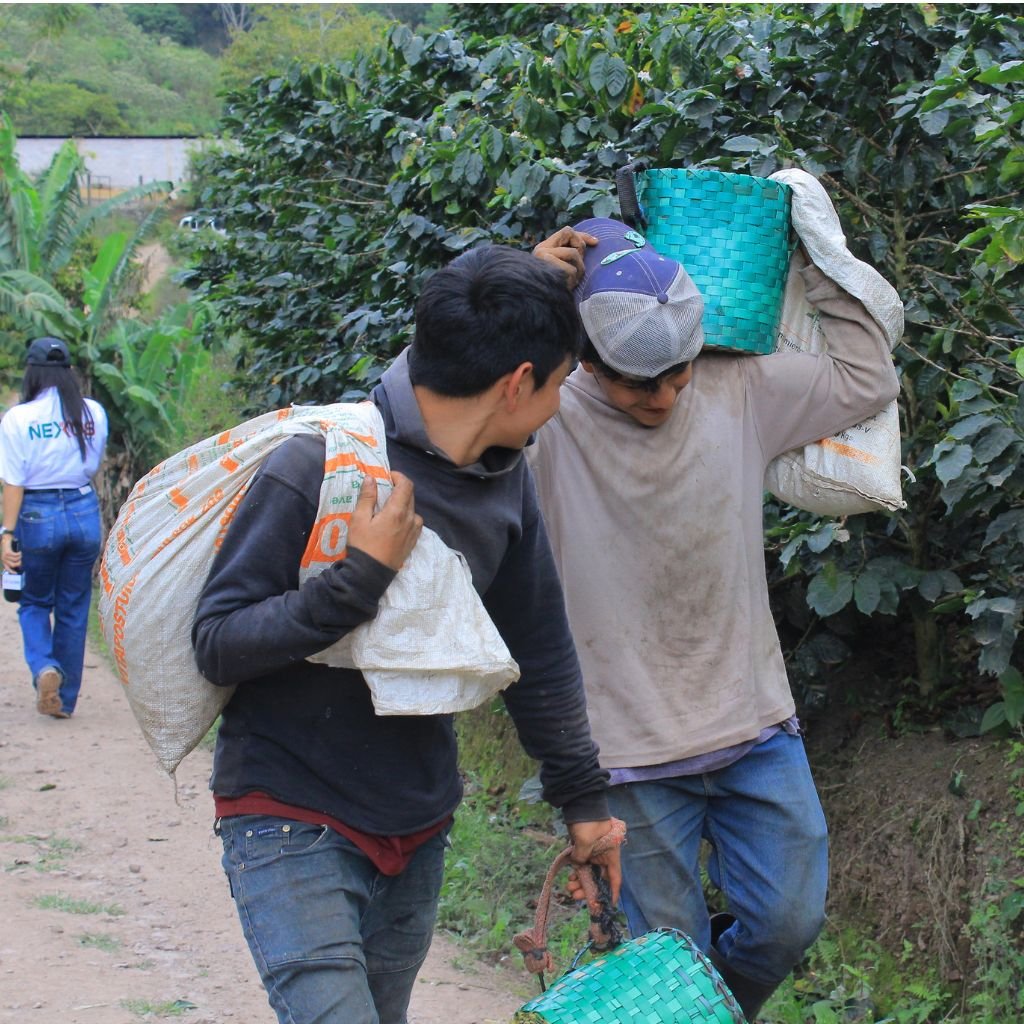 Dos cortadores de café trasladan los granos cosechados en una finca de Santa Bárbara, Honduras.