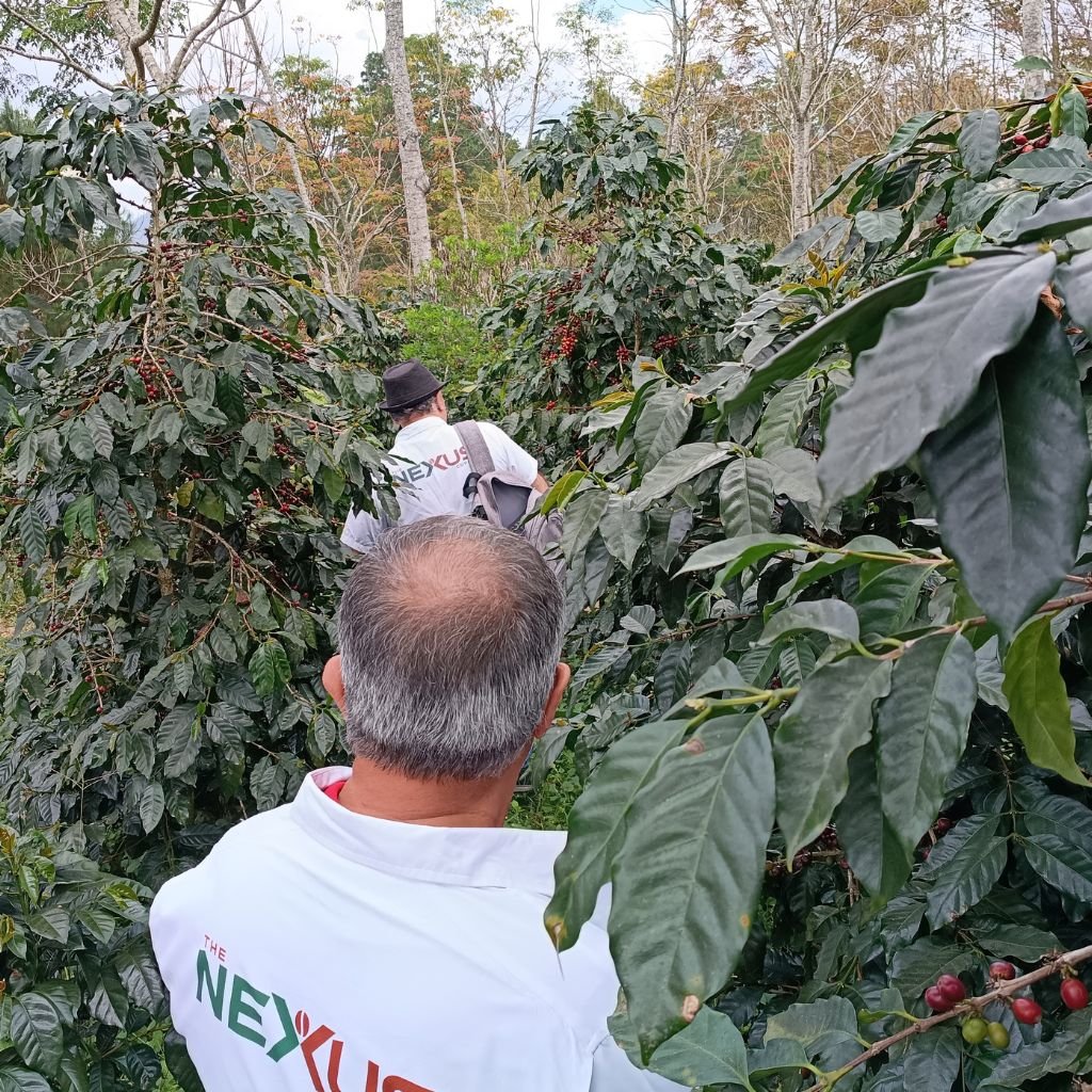 Periodistas de The Nexus Coffee en una plantación de café.