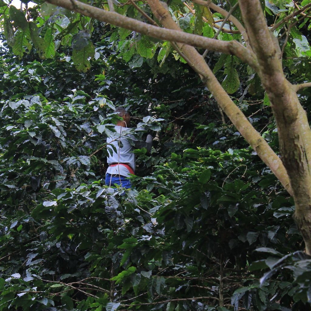 Un hombre corta café en una finca libre de deforestación en el occidente de Honduras.
