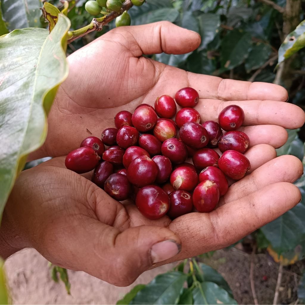 Manos de un productor de café de Honduras sostienen granos maduros recién cortados en una finca de Santa Bárbara.