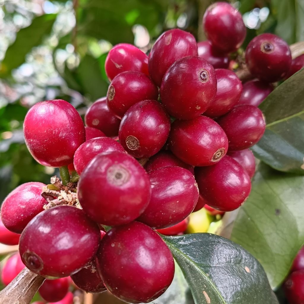 Granos de café SHG (Strictly High Grown o de estricta altura) en una finca de Santa Bárbara, Honduras.