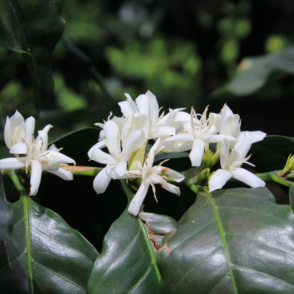 Temen que el fenómeno El Niño provoque sequías prolongadas, eleve las temperaturas y reduzca la disponibilidad de agua, lo que afectará la floración, el desarrollo del grano y la productividad general de los cafetales.