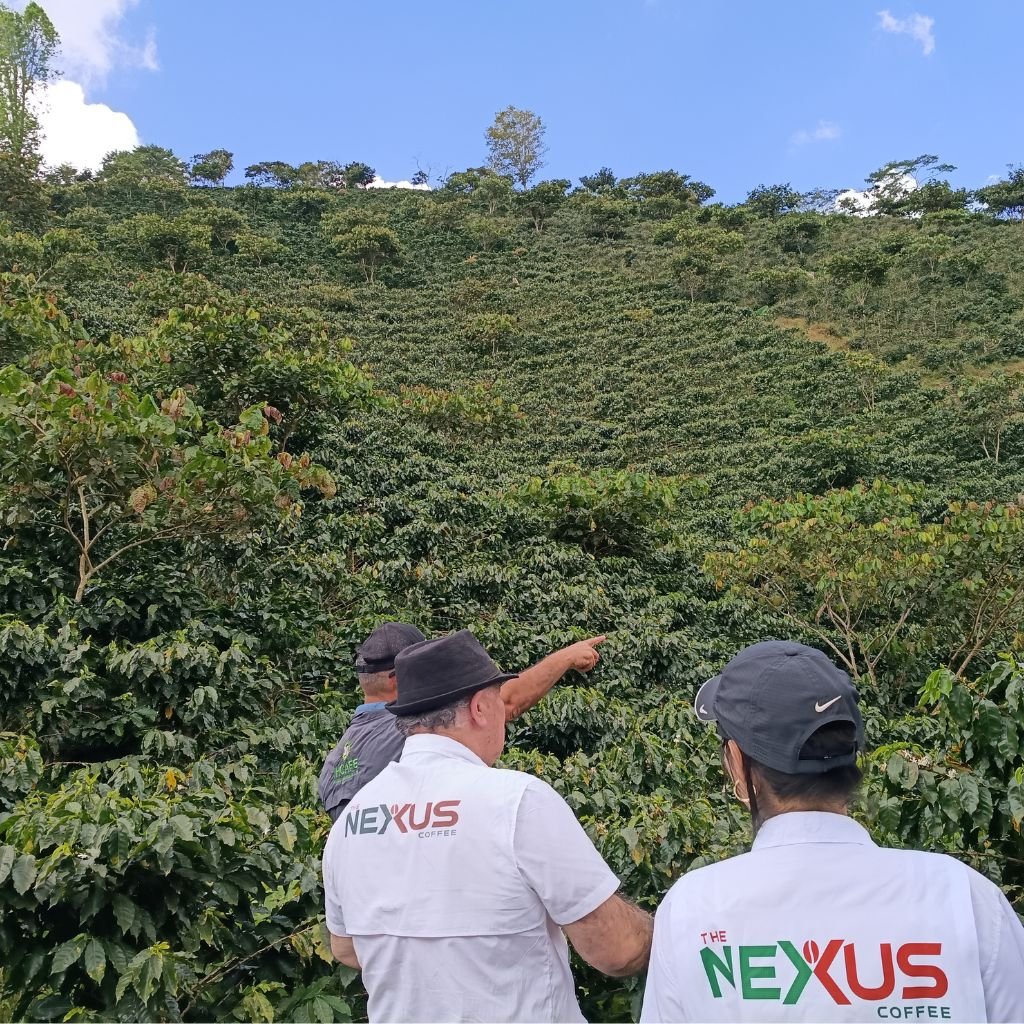 Equipo de The Nexus Coffee recorre fincas y analiza el incremento productivo del café hondureño.