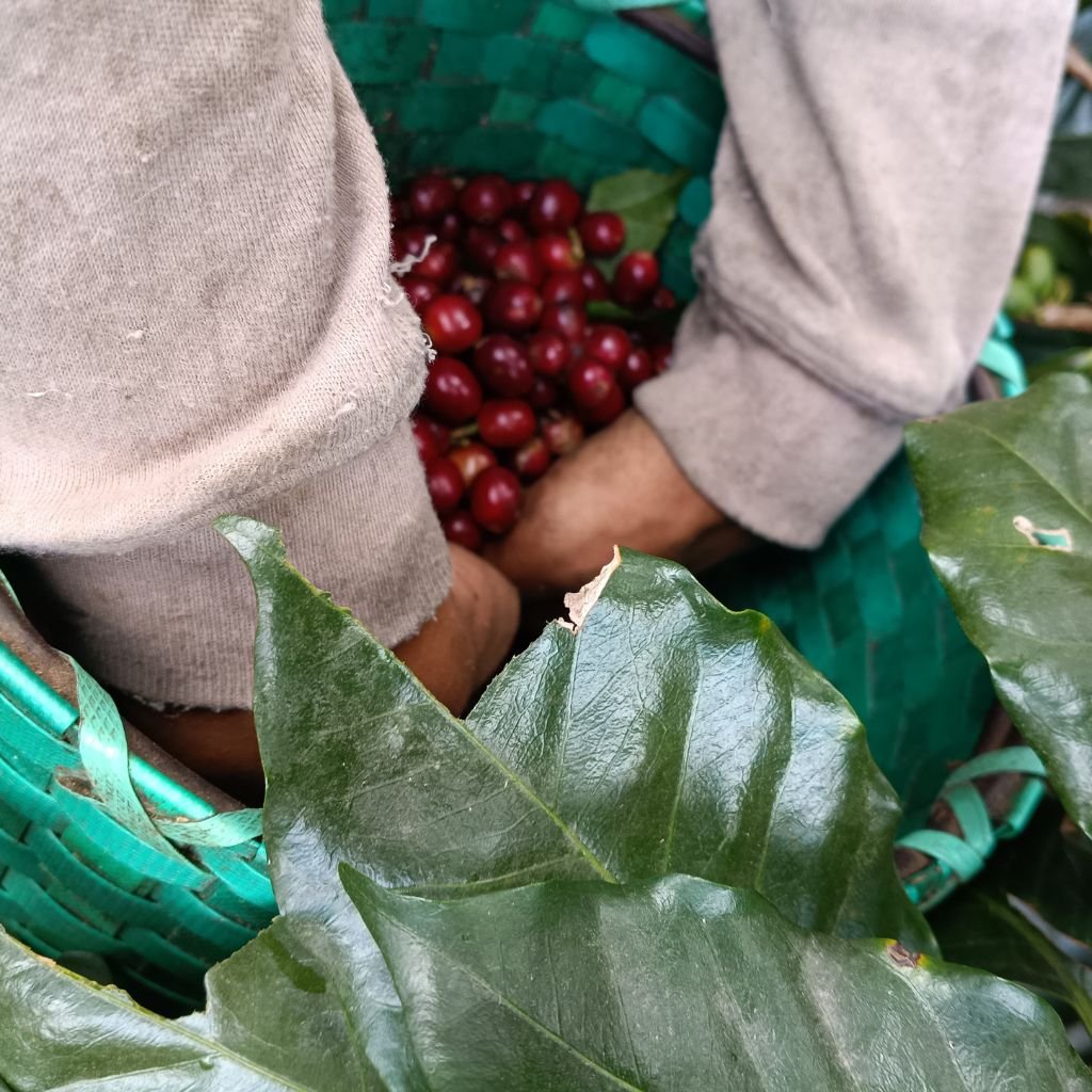 Las manos de un cortador de café recolectan cerezas maduras en finca de Santa Bárbara.
