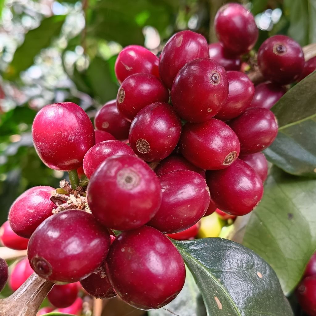 Rama de café llena de cerezas maduras evidencia el potencial productivo de las fincas hondureñas.
