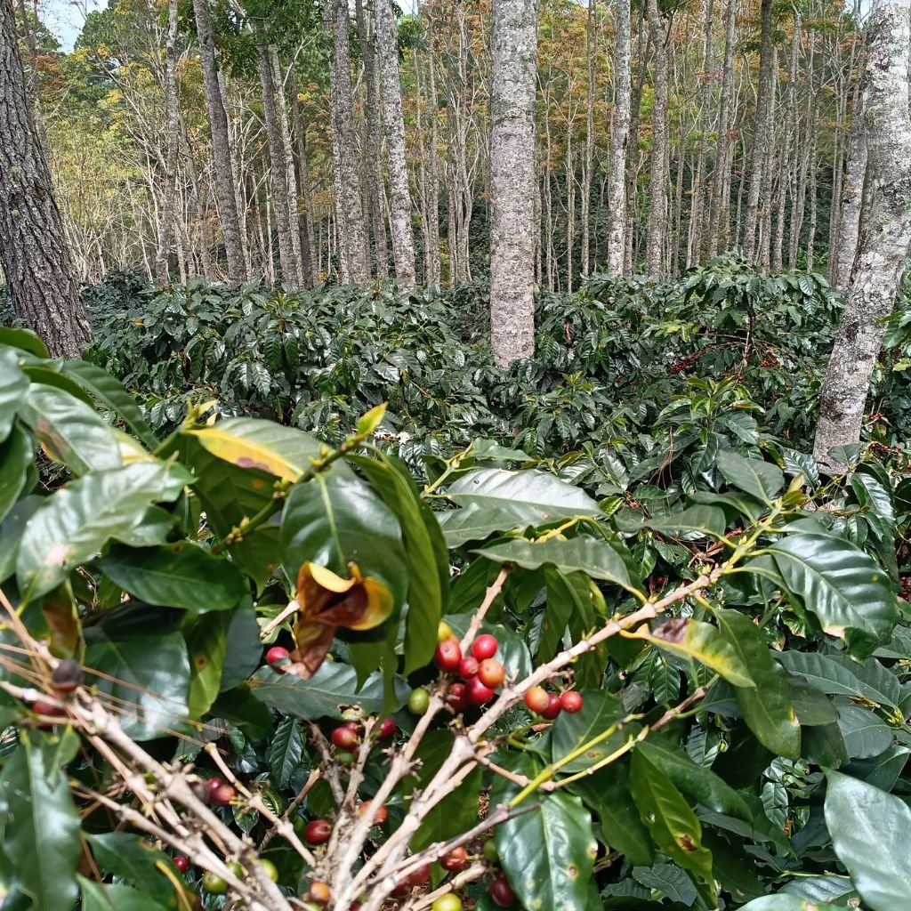 La trazabilidad del café asegura un origen transparente, calidad excepcional y prácticas sostenibles, beneficiando a productores y al planeta entero (foto: Reyes)