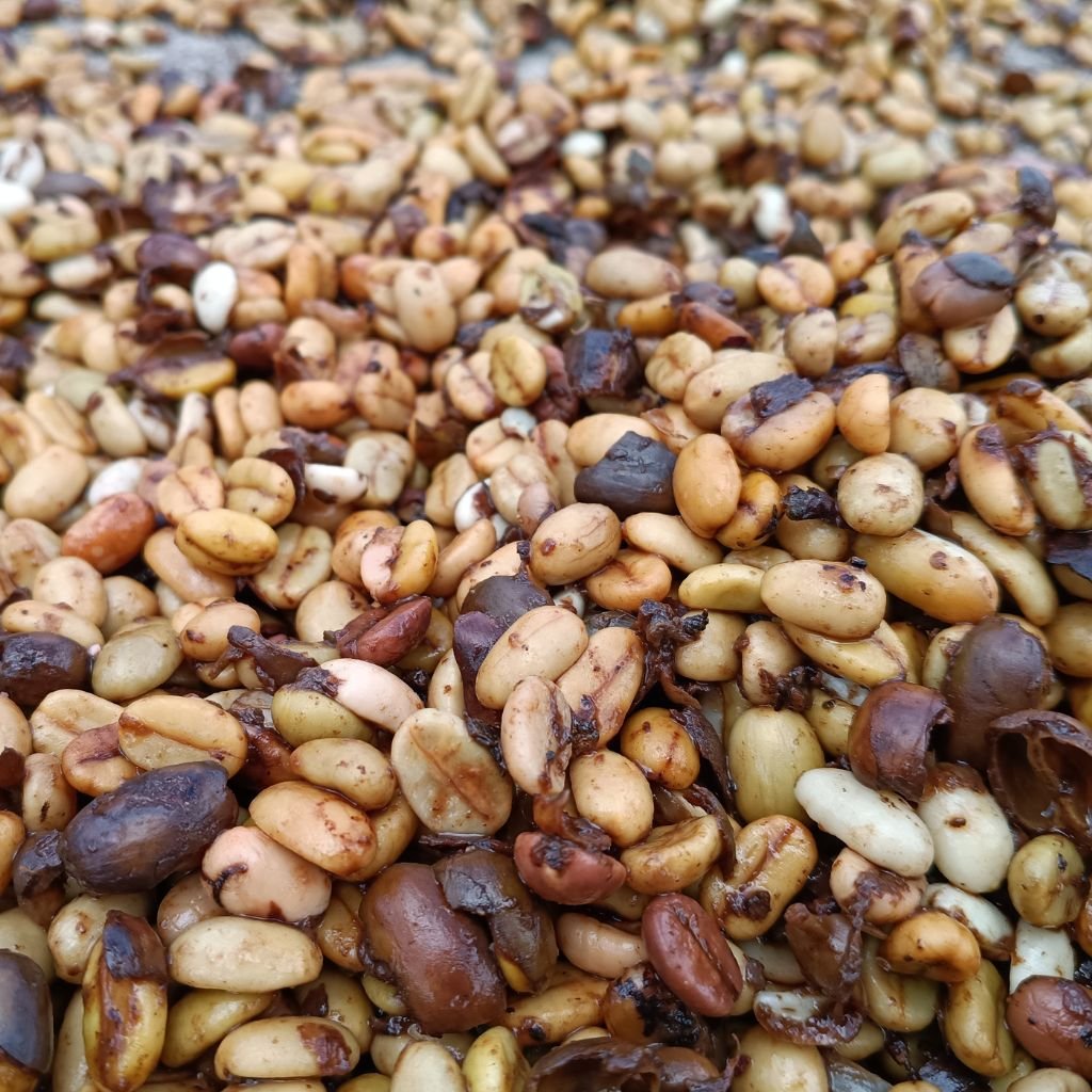 Con la certificación PHP Professional Arabica, el productor deja de secar "al ojo" para llevar un registro de humedad, por ejemplo (Foto: Torres).