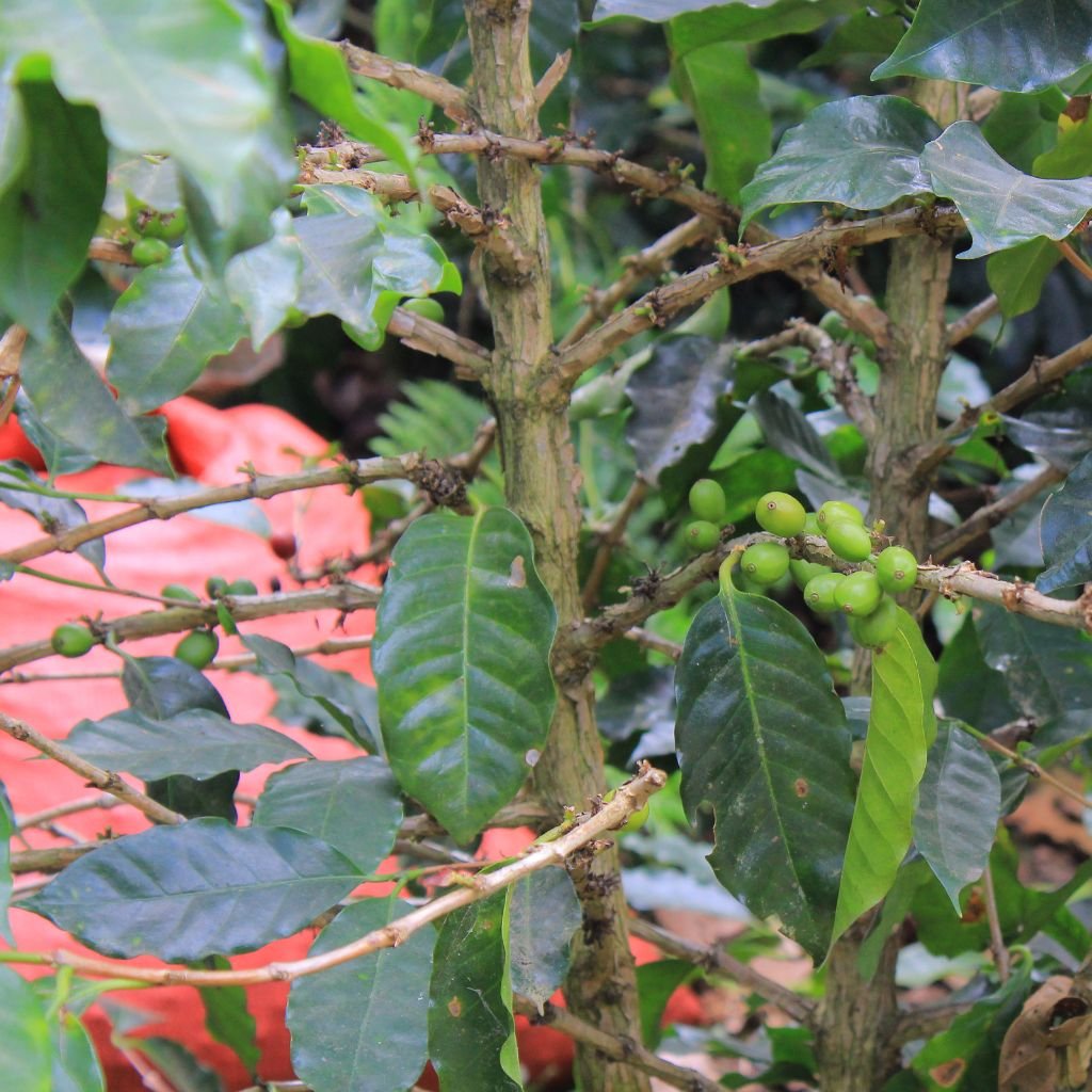 IDH lanzó en agosto de 2026 el Programa de Café Resiliente (RCP) para ayudar a construir una cadena de valor del café regenerativa y verificable.
