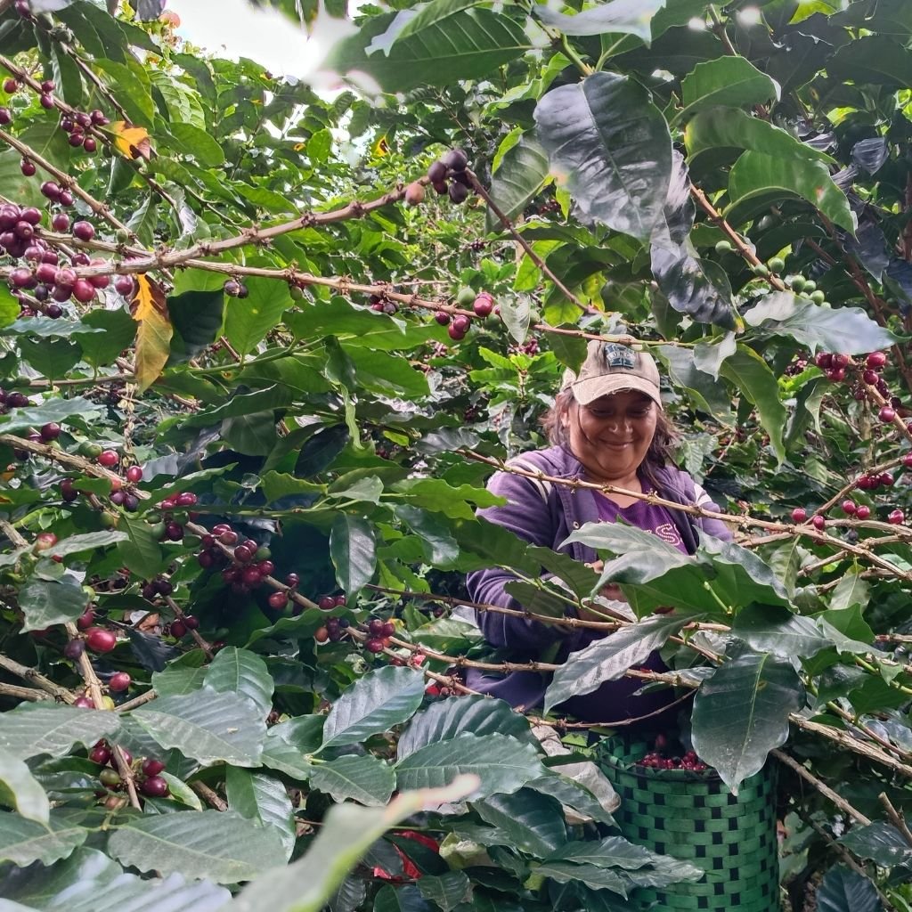 Una mujer corta café arábica en una finca de Honduras.