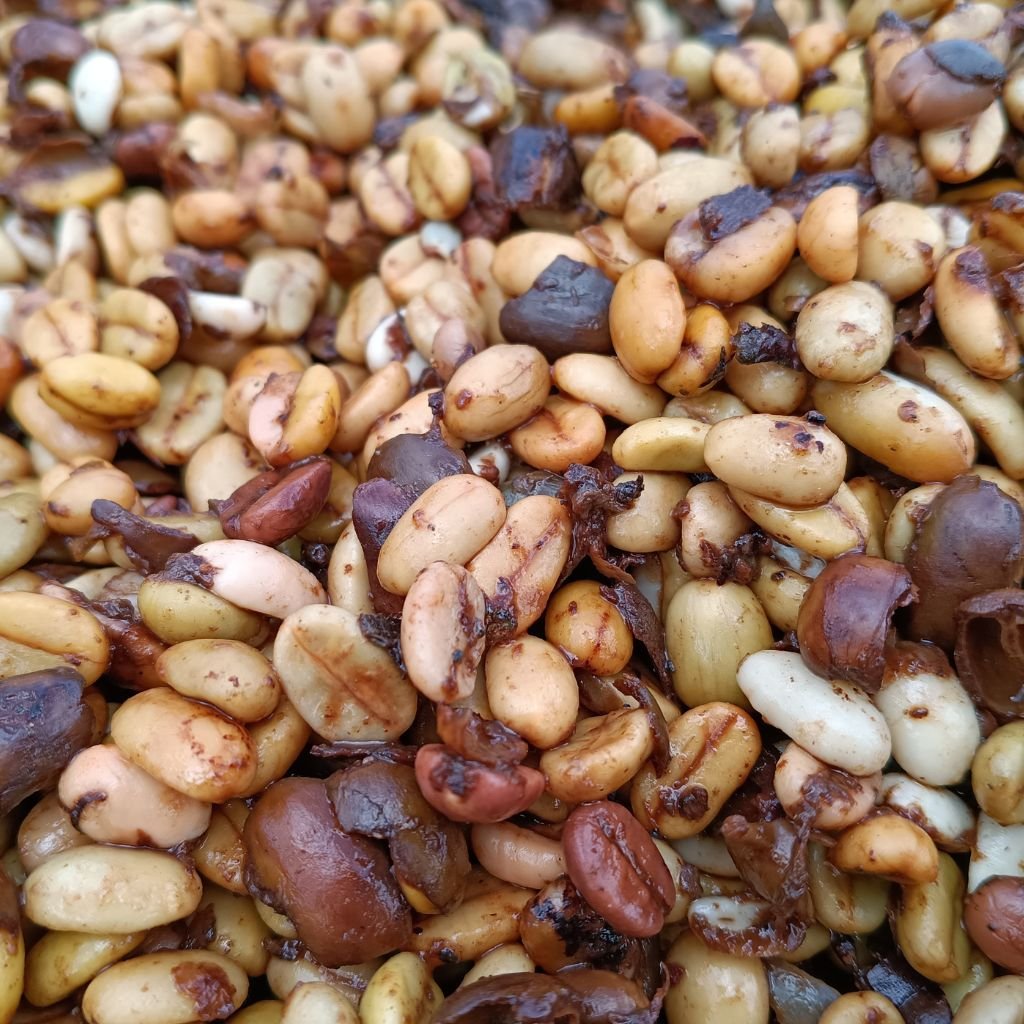Vietnam es el segundo mayor productor de café del mundo y el principal productor mundial de robusta.