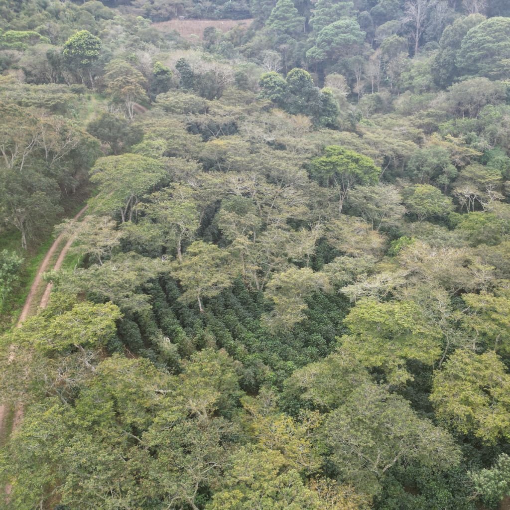 Finca de café, ubicada en Comayagua, Honduras, la cual cumple con la normativa establecida en Reglamento de la Unión Europea sobre Deforestación (EUDR).