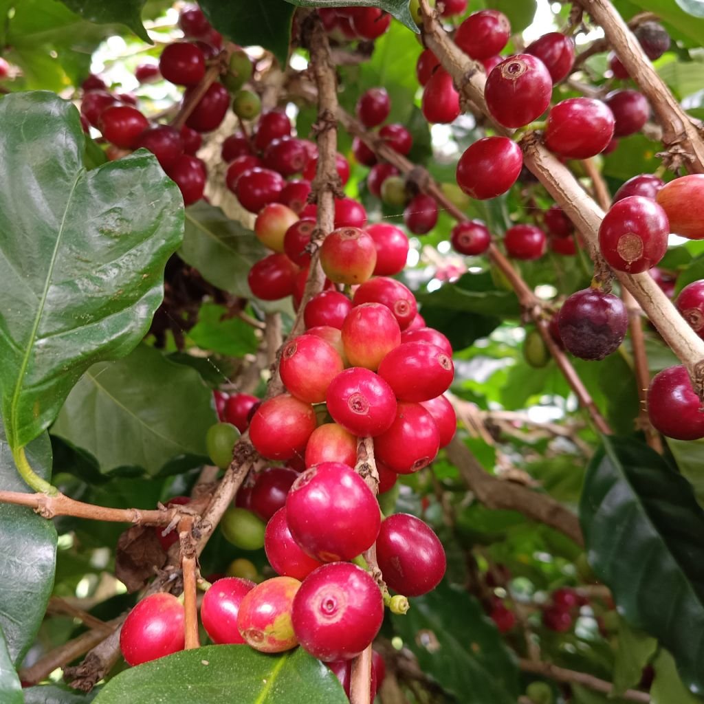 Cerezas maduras en el cafeto en la foto. En septiembre de 2026, el precio del café baja por expectativas de cosecha récord y mayor oferta de Brasil.