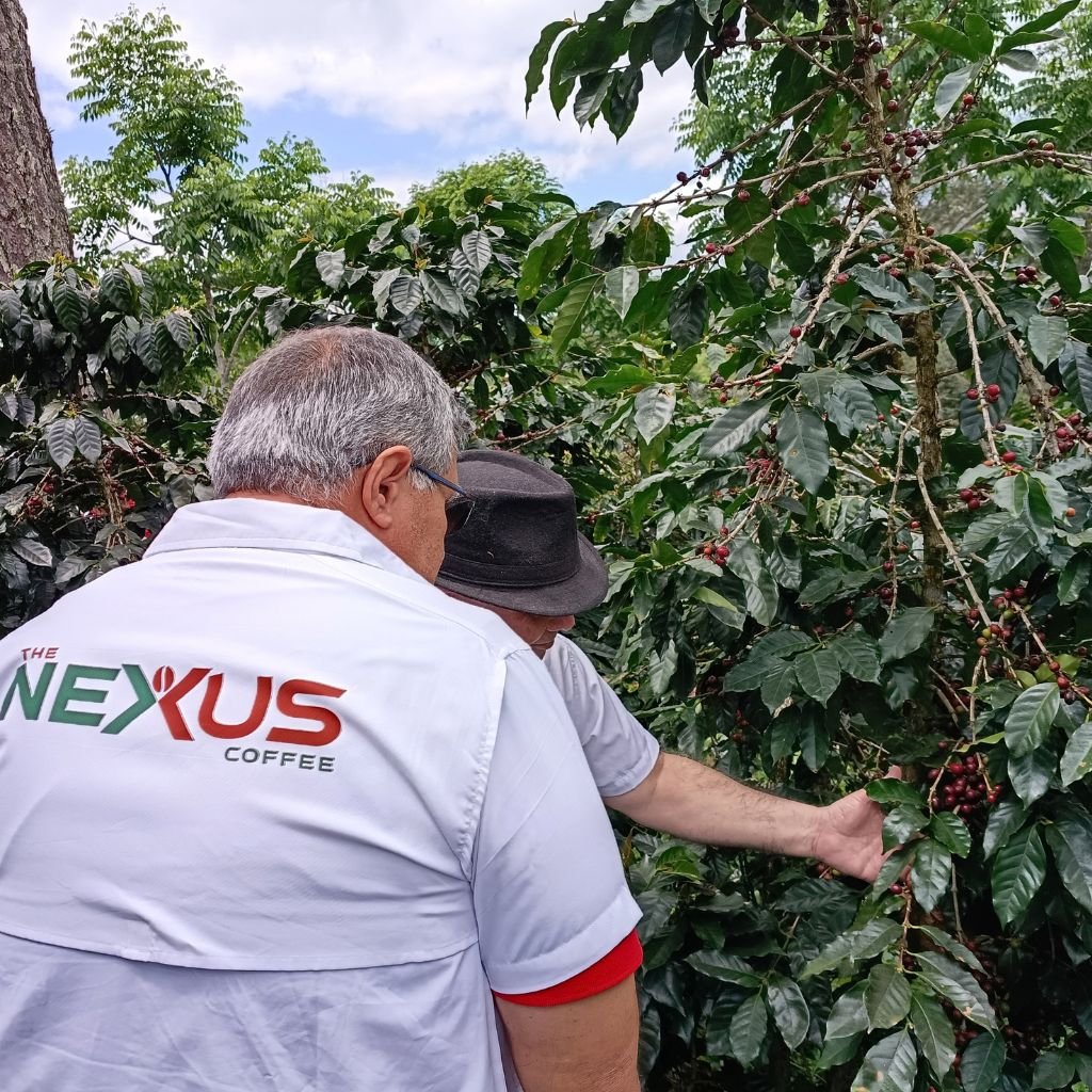 Periodistas de The Nexus Coffee en fincas de café de estricta altura de Honduras.
