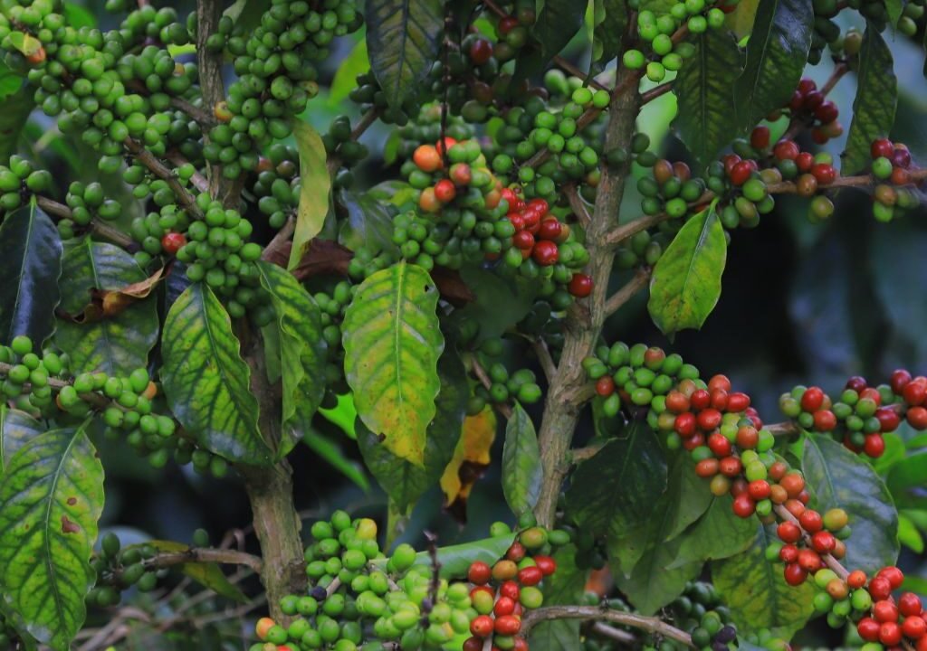 El Niño amenaza con una reducción en la producción de café