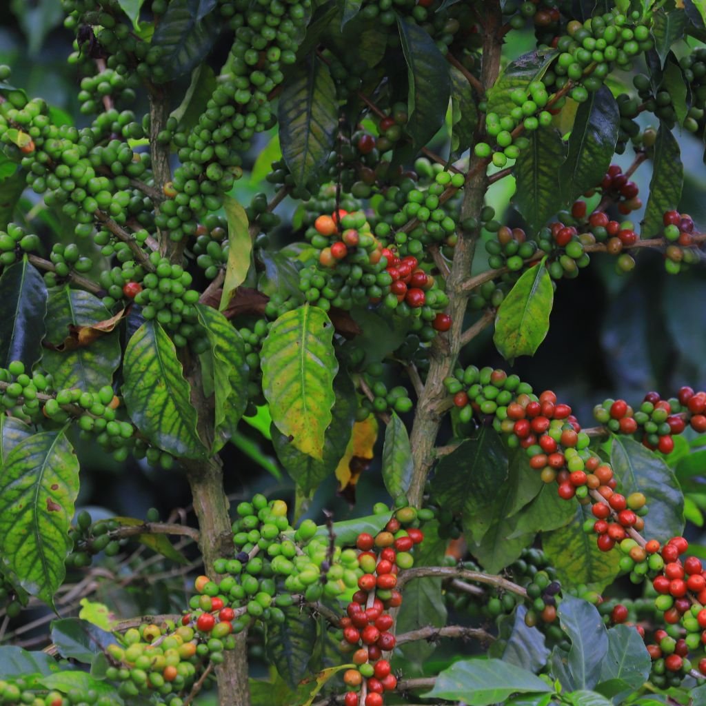 La persistencia de El Niño eleva el temor de una reducción en la producción de café en América Latina durante 2027.