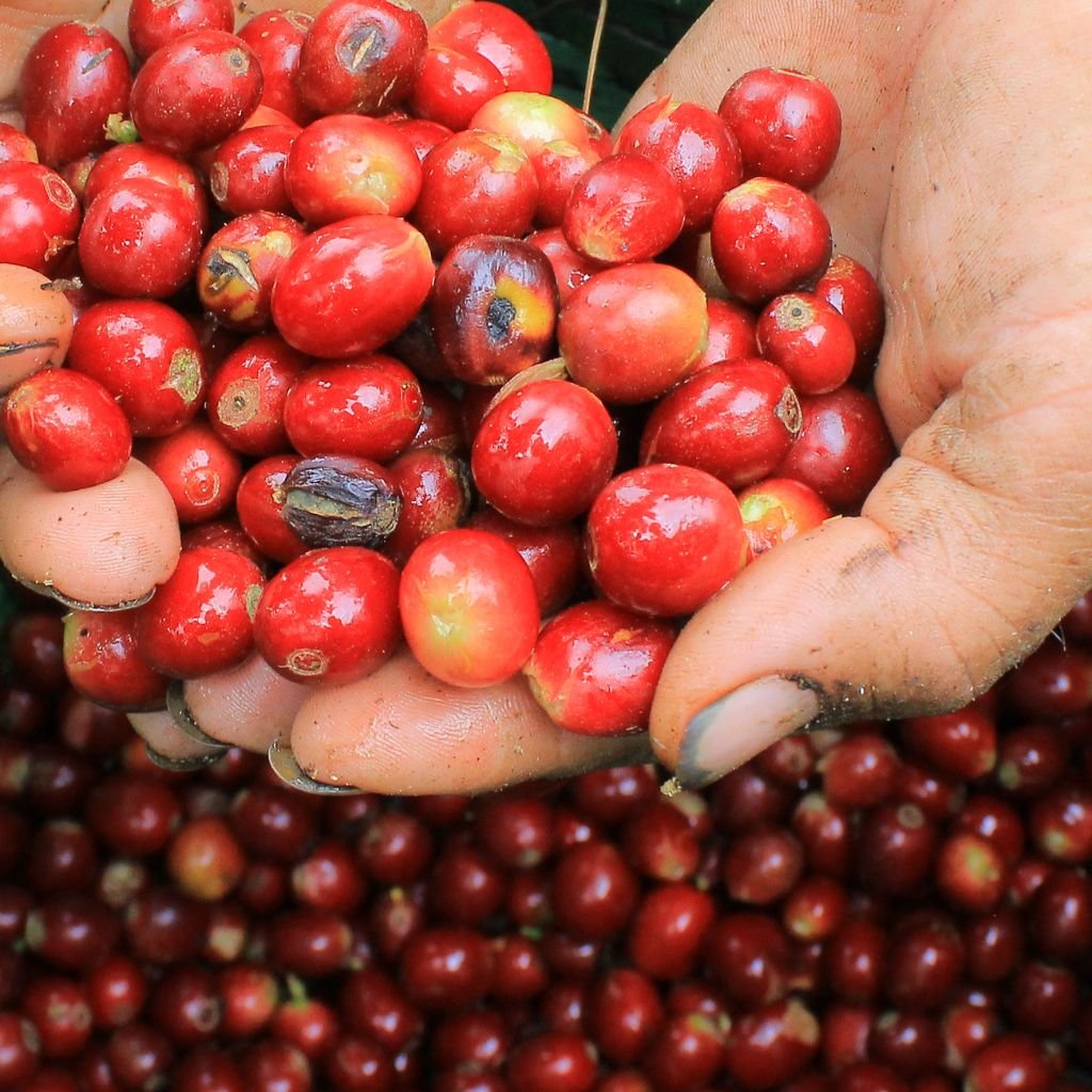 La reducción en el volumen en las exportaciones afectó el ingreso de divisas obtenidas por café por Uganda en Agosto de 2026.