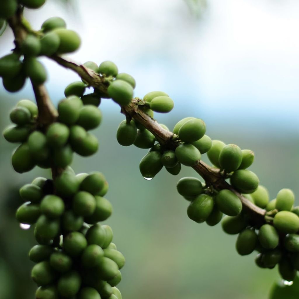Ramas de café aún sin madurar en una finca ubicada en El Paraíso, Honduras.