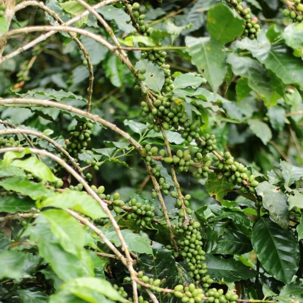 El Instituto Hondureño del Café (IHCAFE) ha aportado a la caficultura internacional variedades resistentes a enfermedades y adaptables al cambio climático.